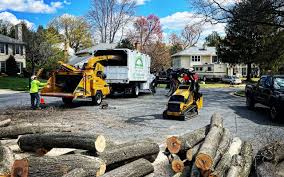 Best Tree Disease Treatment  in Dillonvale, OH