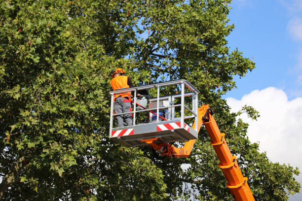 Best Tree Trimming and Pruning  in Dillonvale, OH