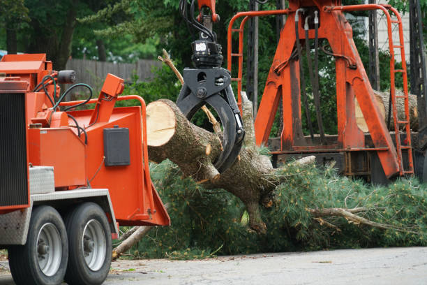 How Our Tree Care Process Works  in  Dillonvale, OH